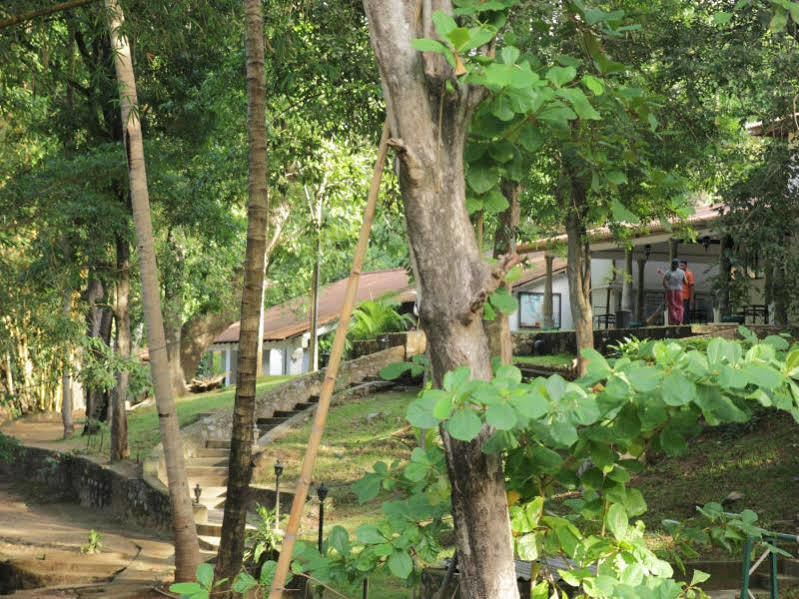 Dambulu Oya Family Park Hotel Dambulla Eksteriør billede